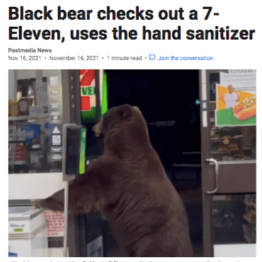 News headline that says "Black Bear checks out a 7-Eleven, uses the hand sanitizer" with a photo of the bear. 